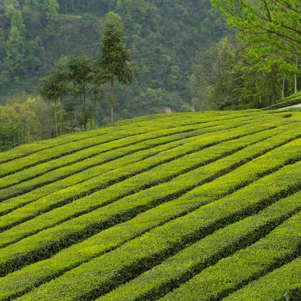 Darjeeling