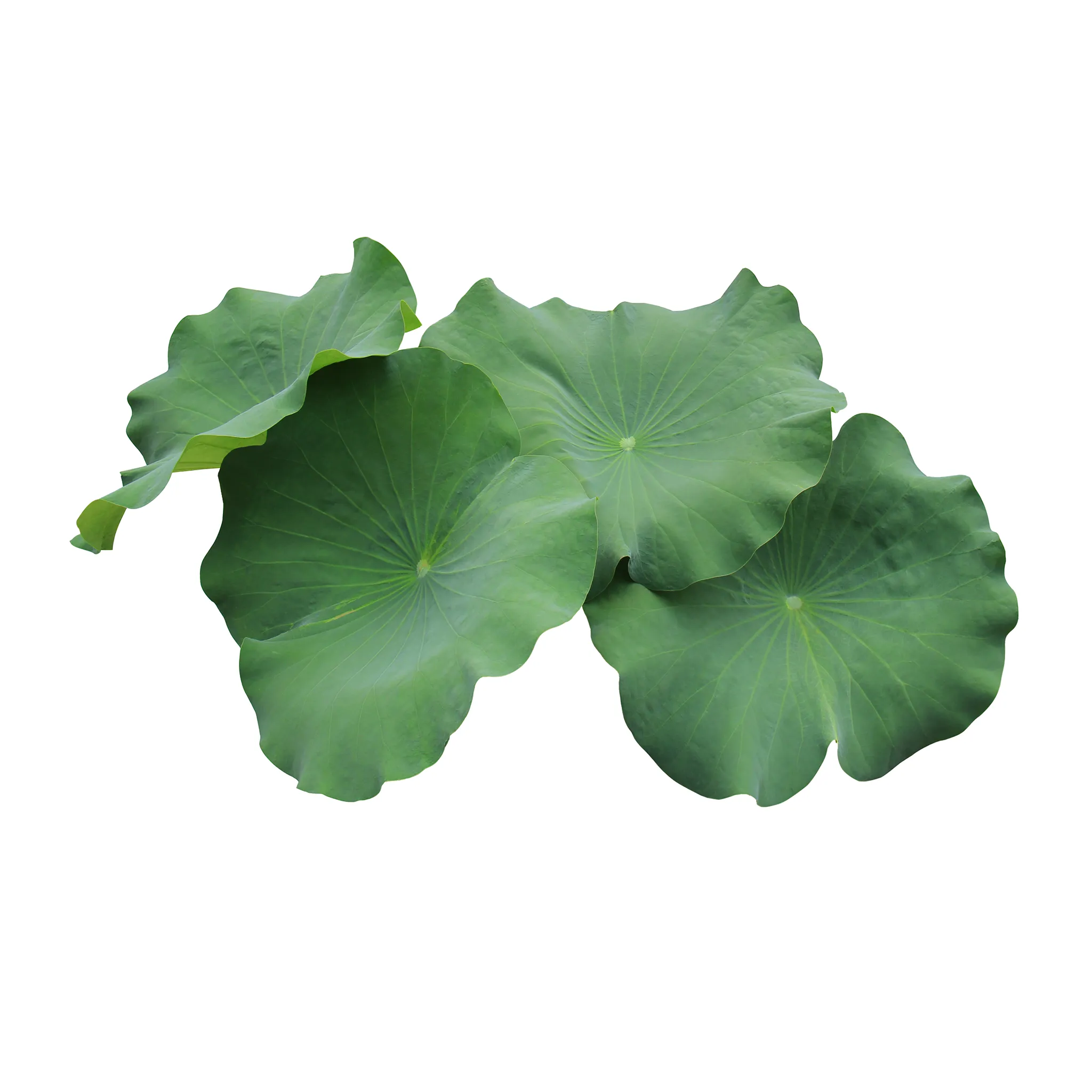 Premium Fresh Lotus Leaves - 500g, Imported Weekly from Thailand